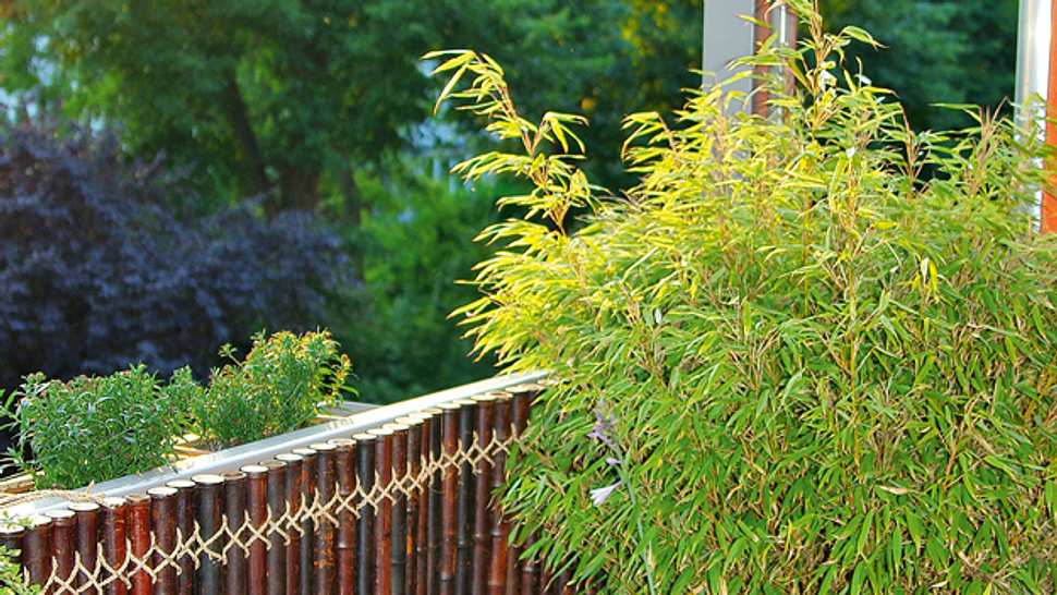 Bambus-Sichtschutz für den Balkon