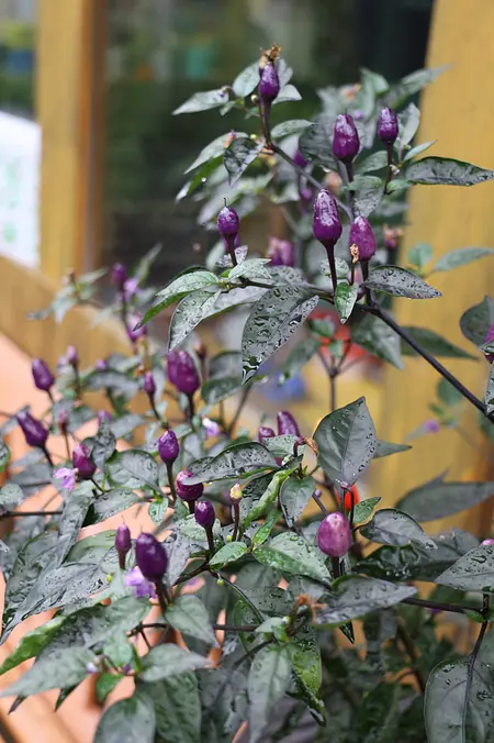Balkongarten