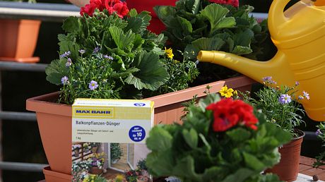 Balkonpflanzen für den Blumenkasten