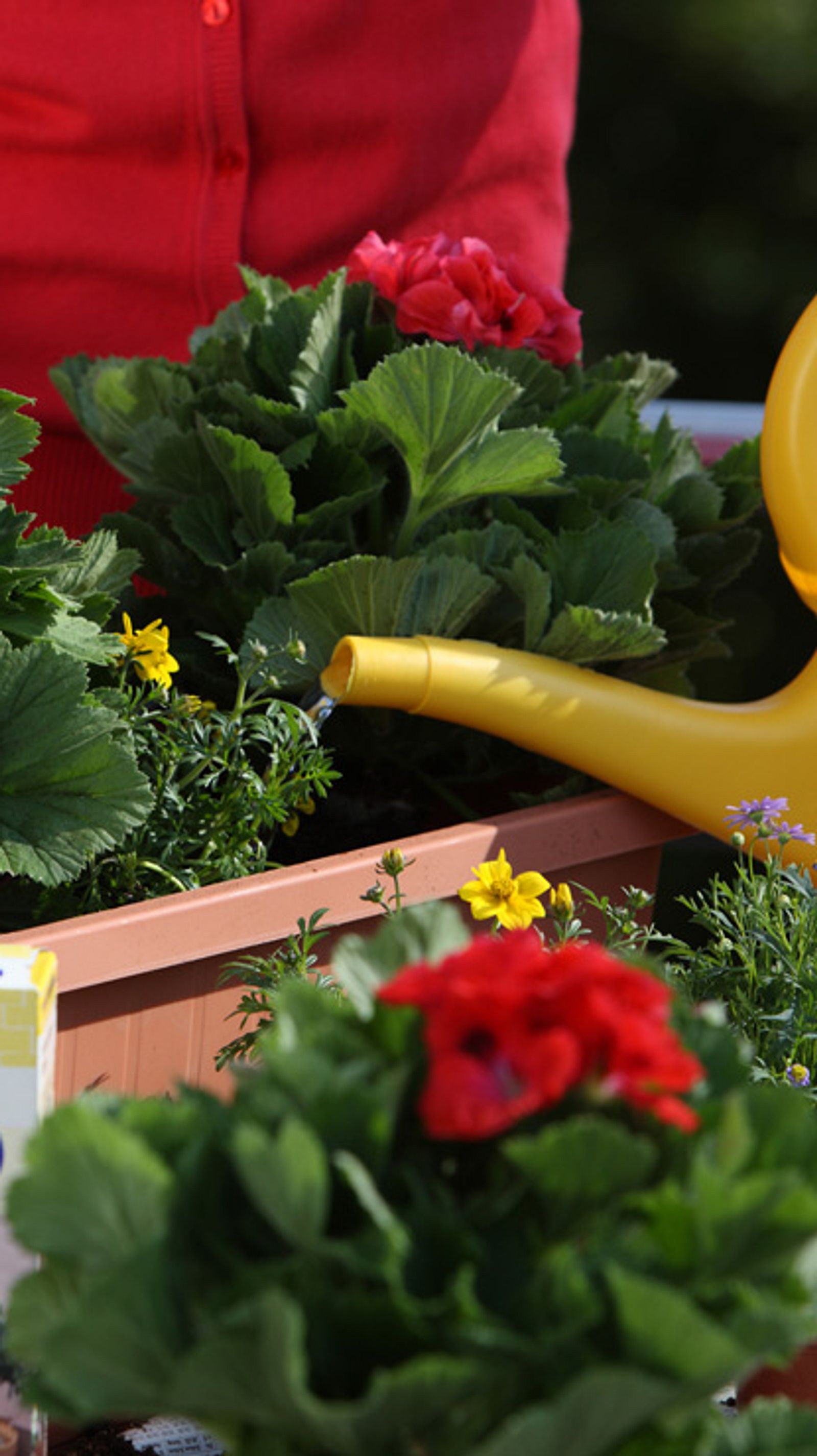 Balkonblumen-Pflege | Selbst