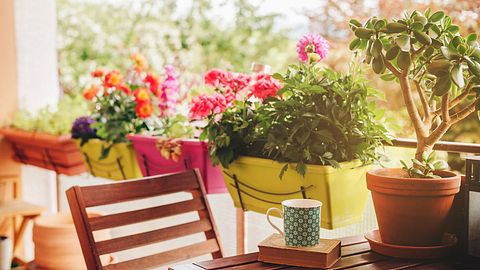 Balkonpflanzen halbschattig - Foto: iStock/AnnaNahabed