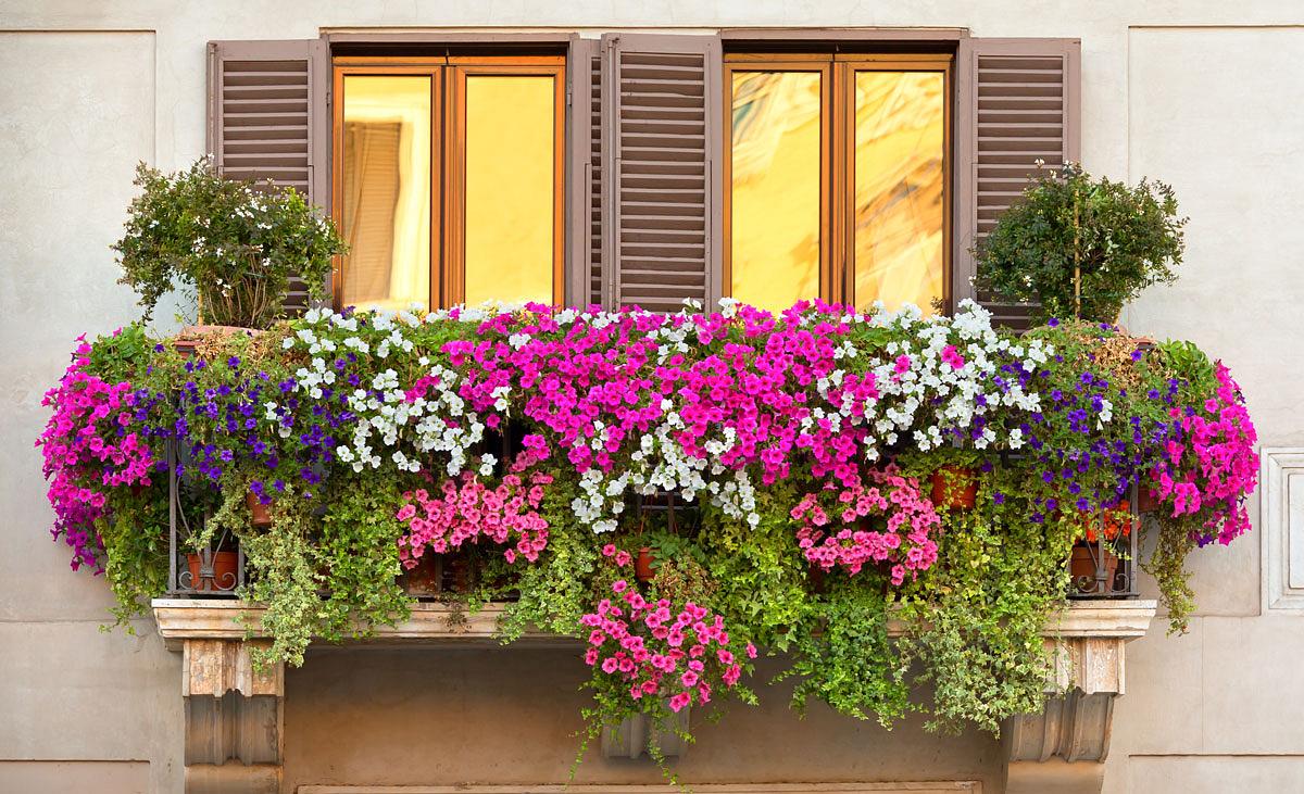 Balkonpflanzen Sichtschutz