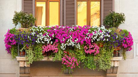 Balkonpflanzen Sichtschutz - Foto: iStock/ROMAOSLO
