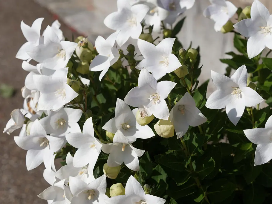 Ballonblumen (Platycodon grandiflorus) Ballonblumen (Platycodon grandiflorus)