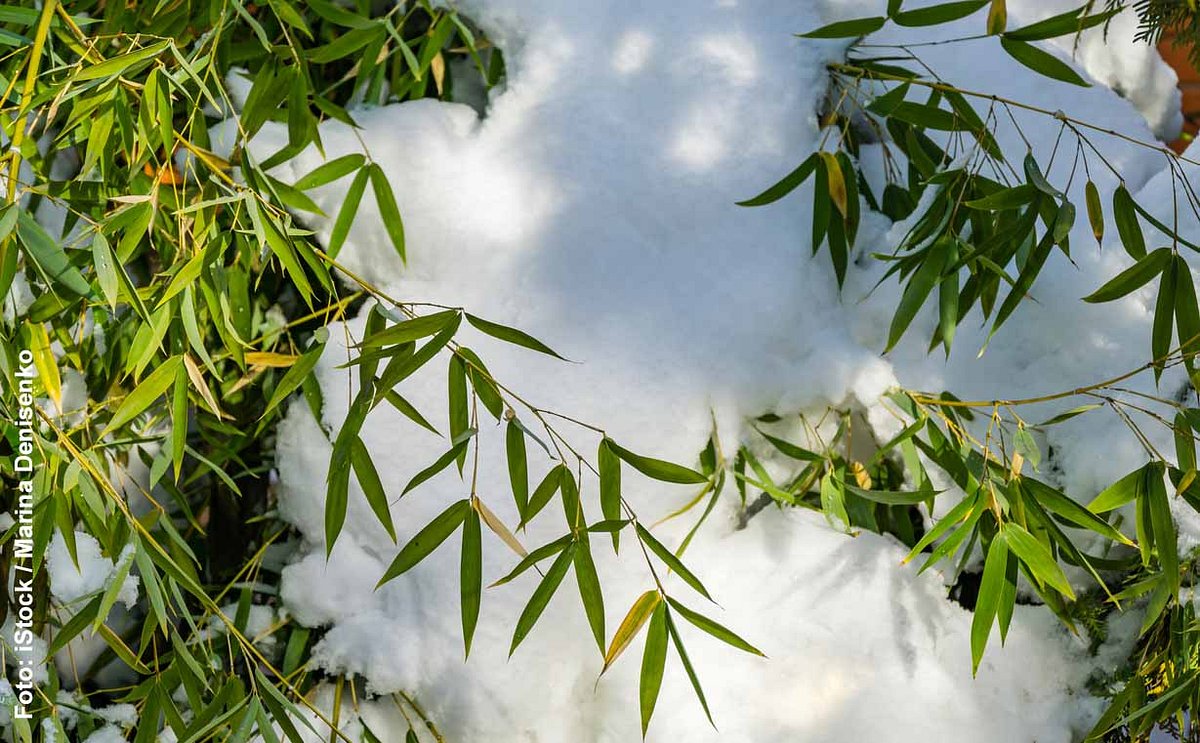 Bambus im Schnee