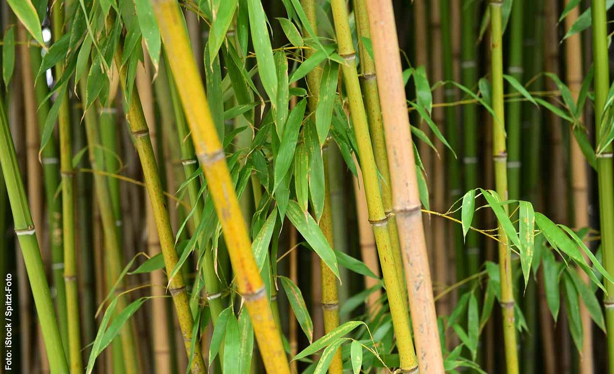 Nahaufnahme von Bambushalmen