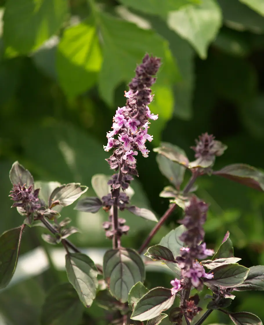 Urlaubs-Souvenir: Basilikum (Ocimum basilicum) Blumen aus dem Urlaub