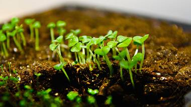 Mit den richtigen Voraussetzungen können Sie selbst Basilikum pflanzen. - Foto: pixelio.de / Günther Gumhold