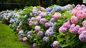 Bauernhortensie schneiden - Foto: iStock/azndc