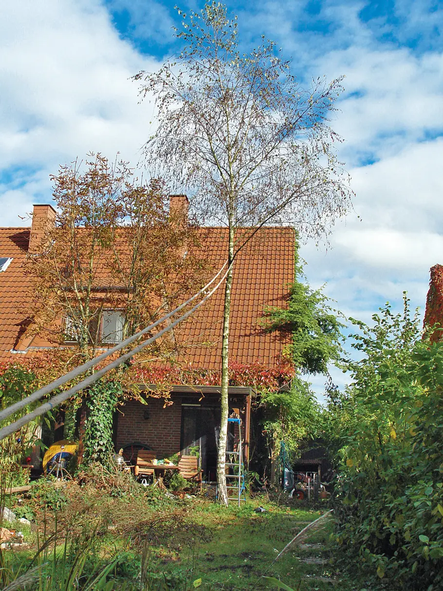 Baum fällen mit Seil: Schritt 1 von 9 Baum fällen