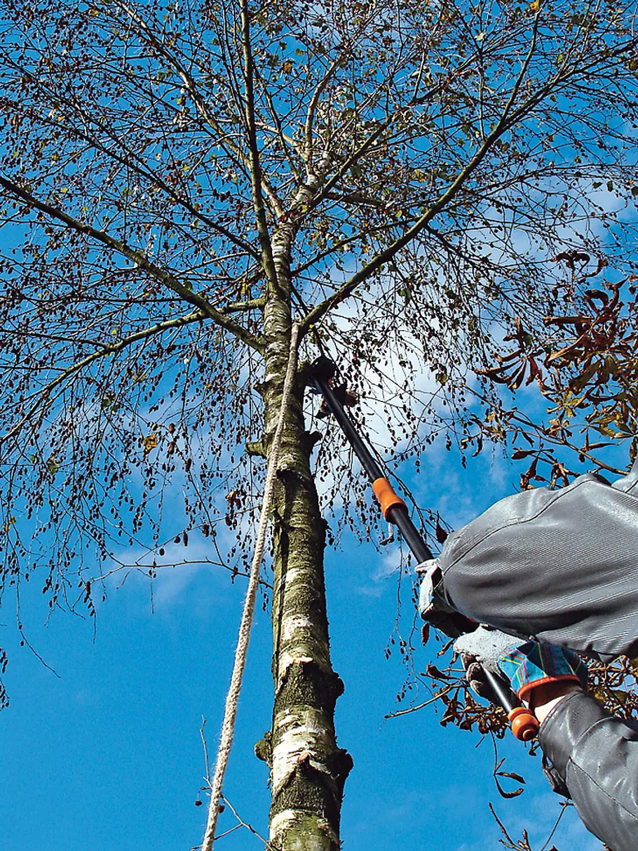 Baum fällen mit Seil: Schritt 2 von 9 Baum fällen