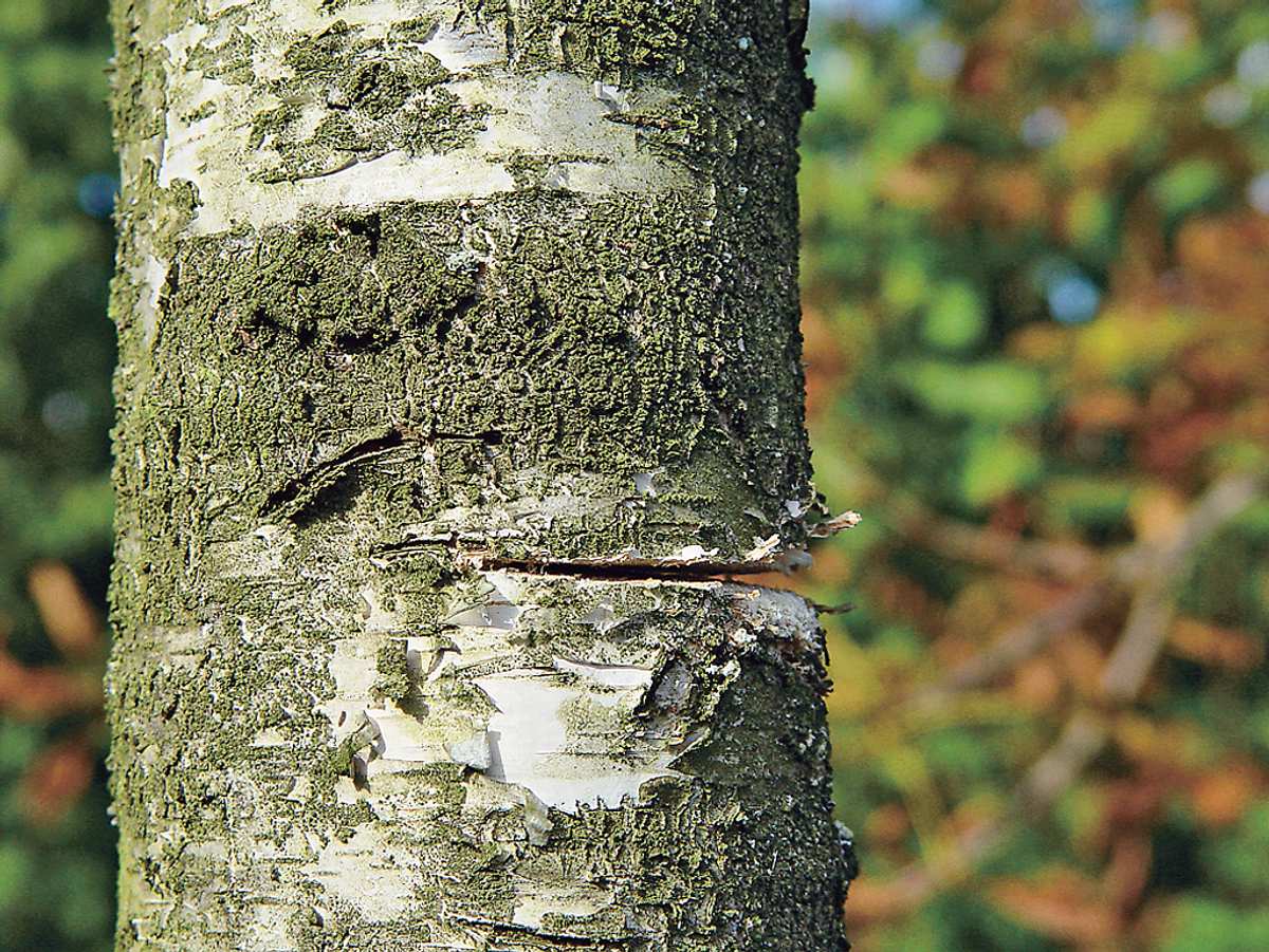 Baum fällen