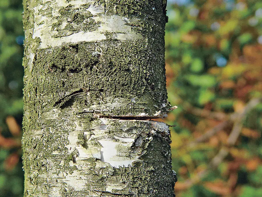 Baum fällen mit Seil: Schritt 4 von 9 Baum fällen