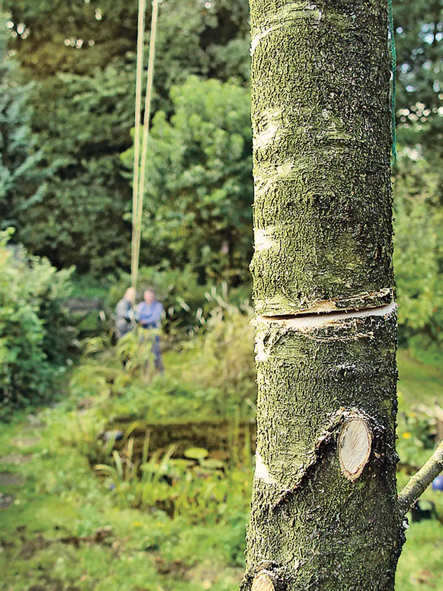 Baum fällen mit Seil: Schritt 5 von 9 Baum fällen