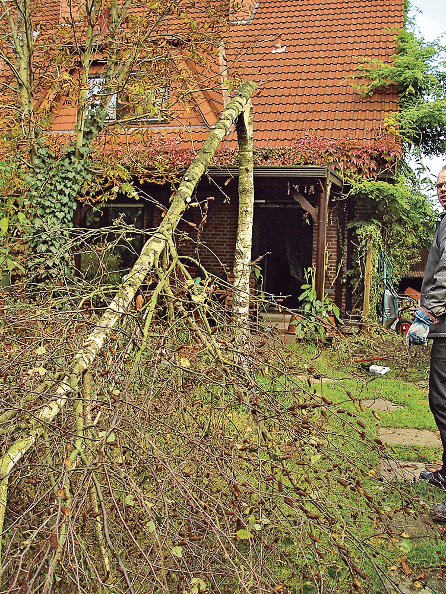 Baum fällen mit Seil: Schritt 6 von 9 Baum fällen