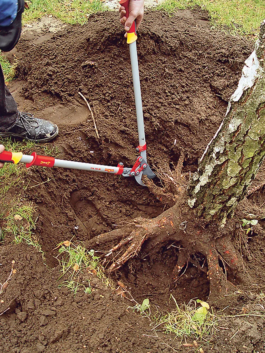 Baum fällen mit Seil: Schritt 8 von 9 Baum fällen