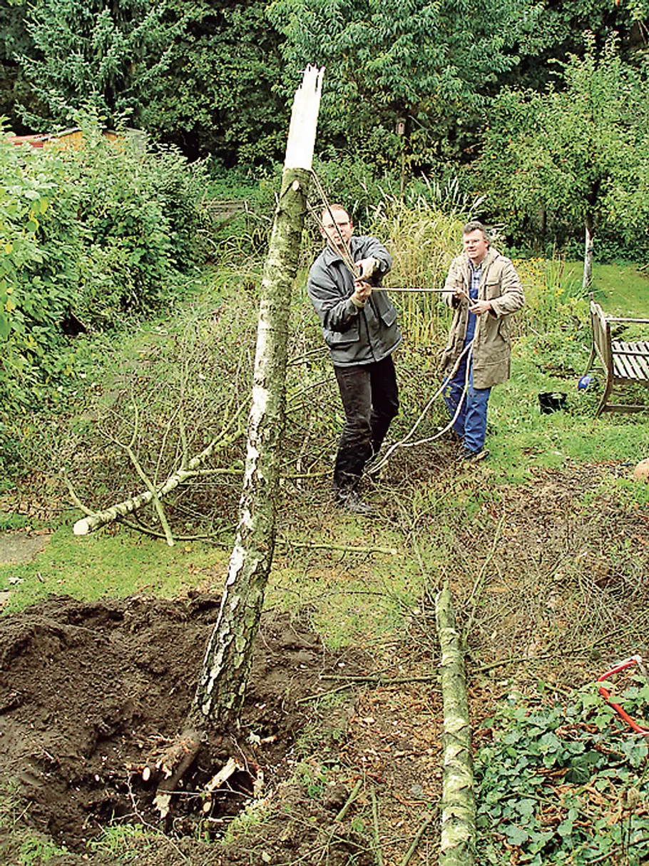 Baum fällen mit Seil: Schritt 9 von 9 Baum fällen