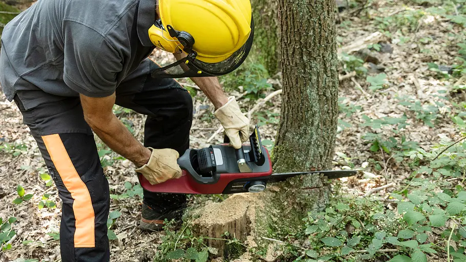 Baum fällen mit Kettensäge Baum fällen mit Kettensäge