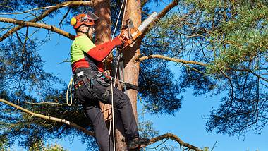 Mann fällt Baum - Foto: Thomas-Soellner / iStock