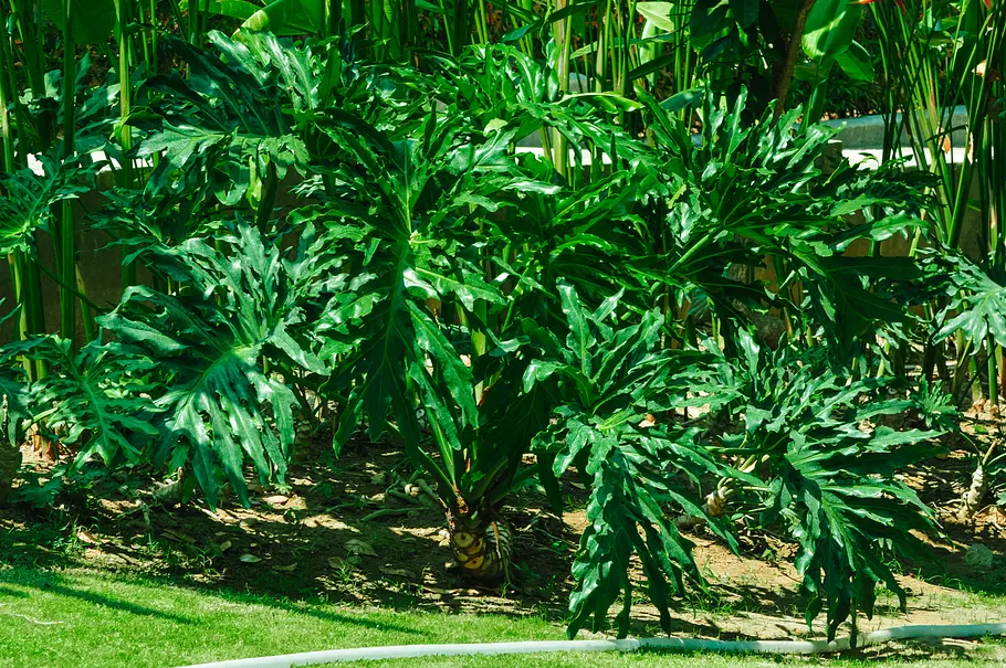 Philodendron bipinnatifidum (Baum-Philodendron) Philodendron bipinnatifidum (Baum-Philodendron)