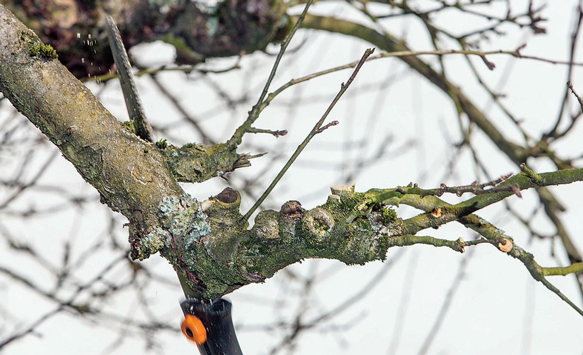 Baum schneiden