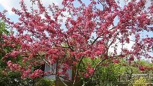 Baum im Garten - Foto: Bärbel Jobst / pixelio.de