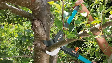 Baumschnitt: Baum schneiden