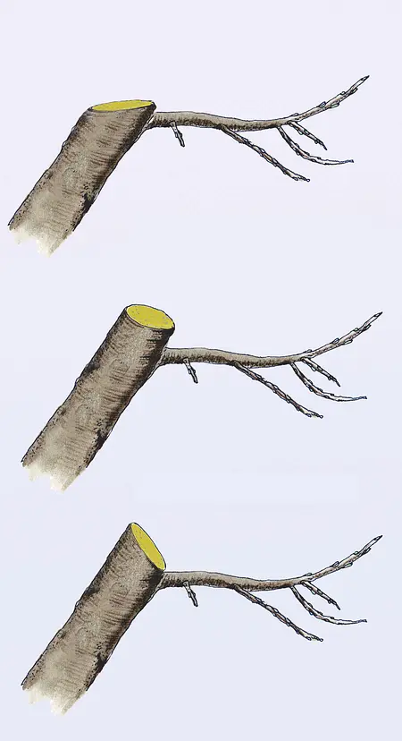 Baumschnitt