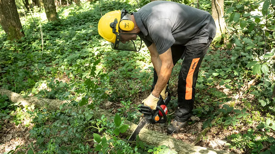 Baumstamm wird durchgesägt Baumstamm wird durchgesägt