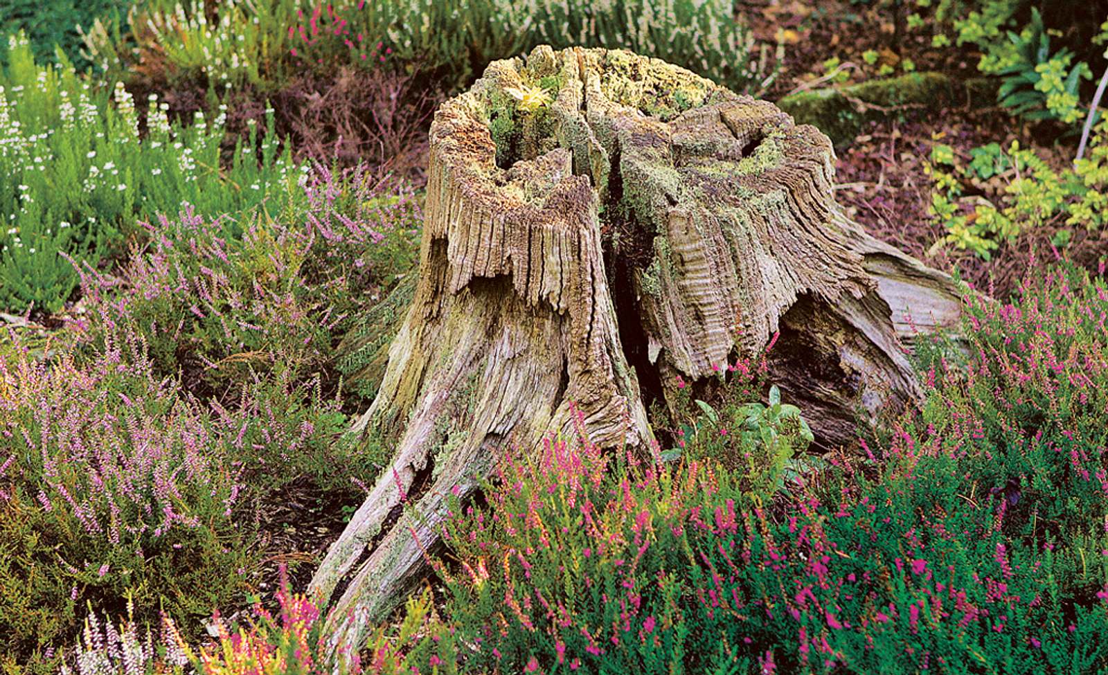 dekorative zimmerpflanze Euphorbia lactea Cristata – Exotische weiß, dekorative Zimmerpflanze Ø –  Momoka.Green