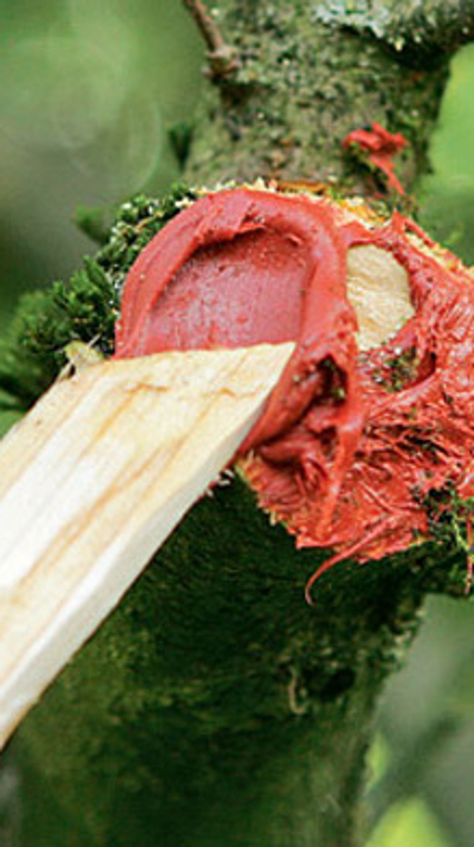 compo floranid herbst-rasen Compo Expert Floranid ®Twin Permanent 16+7+15 (+2+8) Langzeitdünger Ra –  Rasengrün.de
