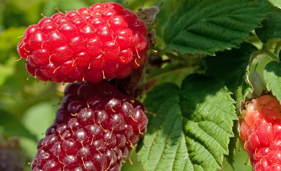 Tipps für einen pflegeleichter Garten Pflegeleichter Garten