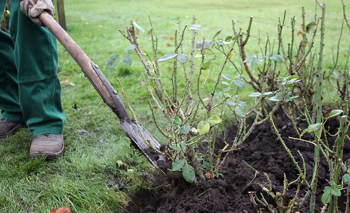 Frostschutz für Rosen