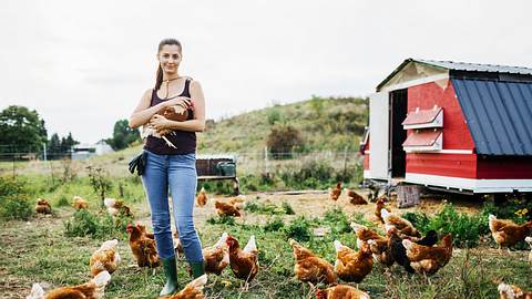 begehbarerhuhnerstall - Foto: iStock/ TommL