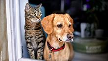 Haustiere versüßen uns das Leben. - Foto: iStock / Kerkez
