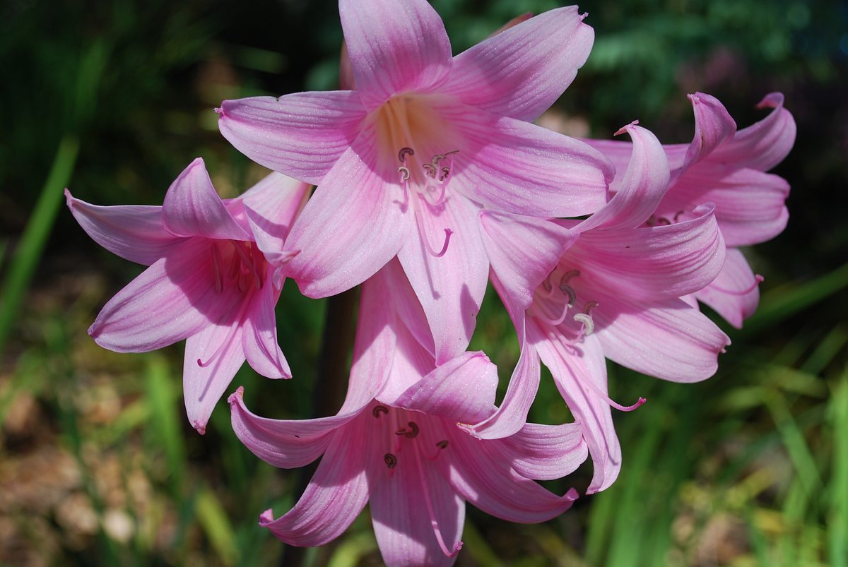 Echte Amaryllis – Belladonnalilie