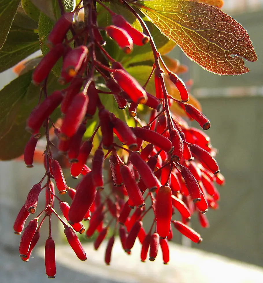 Beeren der Berberitze Beeren an Giftpflanzen
