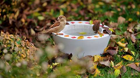 Beton gießen: Vogeltränke