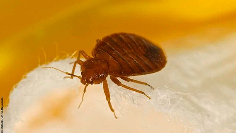 Großaufnahme einer Bettwanze - Foto: iStock / John-Reynolds