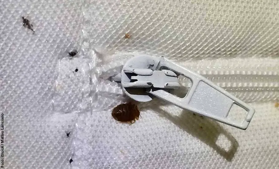 Bettwanzen erkenenn Bettwanze auf Matratze