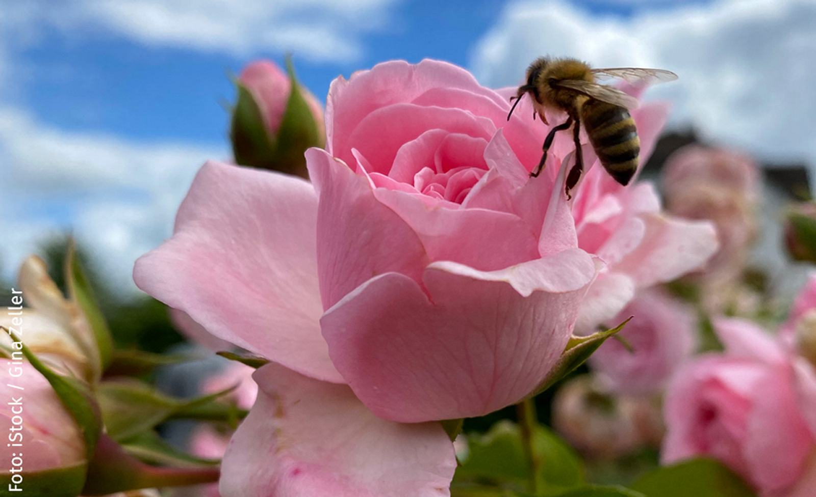 Bienen mögen Rosen nicht 10 Pflanzen, die Bienen nichts nützen