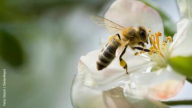 10 Pflanzen, die Bienen nichts nützen | Bild 1 von 11 - Foto: iStock / DieterMeyrl