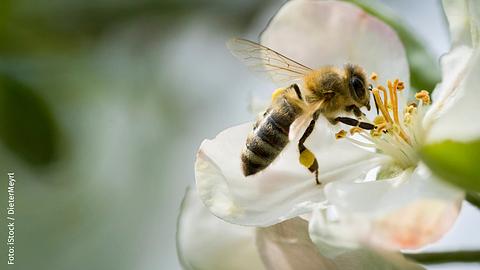 10 Pflanzen, die Bienen nichts nützen | Bild 1 von 11 - Foto: iStock / DieterMeyrl