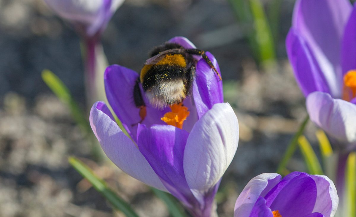 Bienenfreundliche Pflanzen