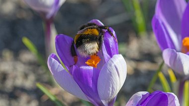 Bienenfreundliche Pflanzen - Foto: fluwel.de