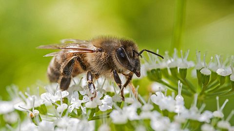 Biene - Foto: Anneliese Gruenwald-Maerkl / iStock