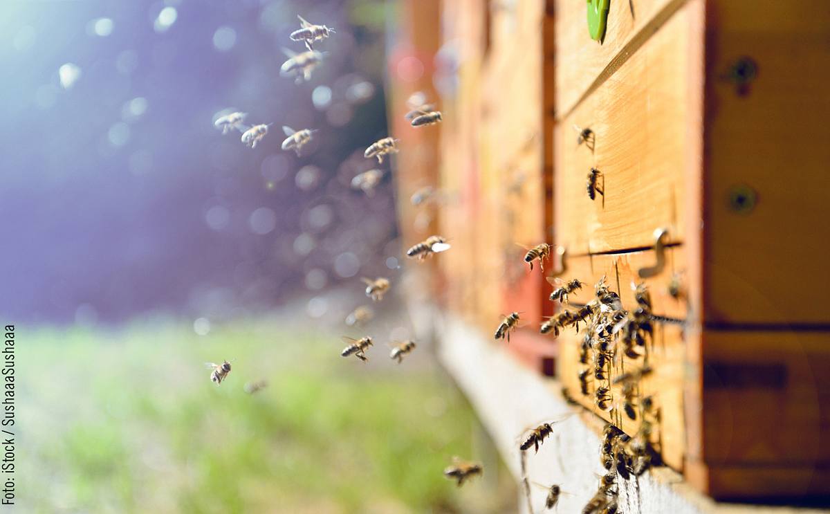 In einem Bienenstock fliegen die Bienen ein und aus.