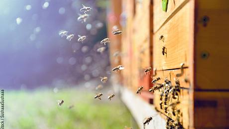 In einem Bienenstock fliegen die Bienen ein und aus. - Foto: iStock / Sushaaa