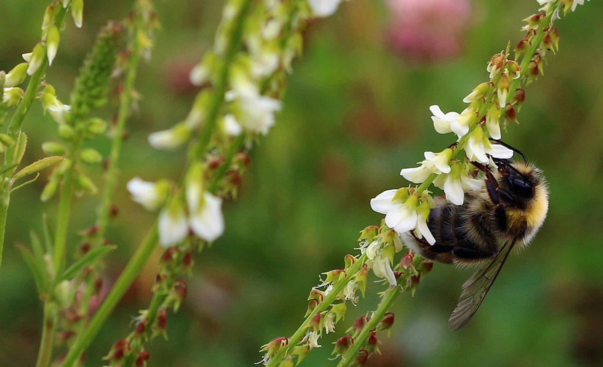 Bienenweide