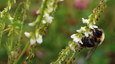 Bienenweide - Foto: Wolfgang Dirscherl / pixelio.de